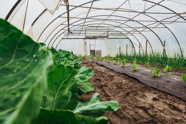 Greenhouse Demolition Service